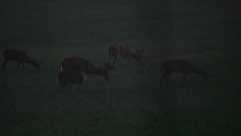 1st 2021 velvet buck sit
