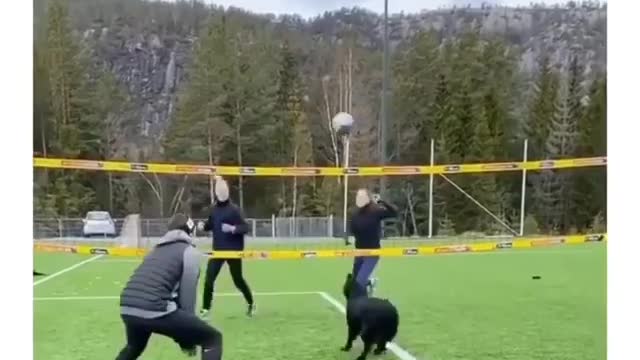 Dog playing volleyball