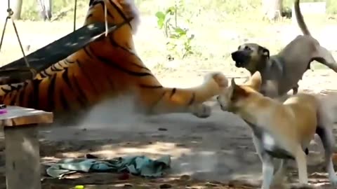 Troll Prank Dog Funny & fake Lion and Fake Tiger Prank To dog & Huge Box Prank to dog