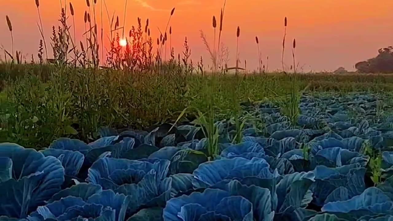 Natural Video Status best song 2023