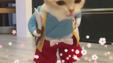 Best cat funny whatsapp status videos || cat videos || (laugh to make laugh) cat videos