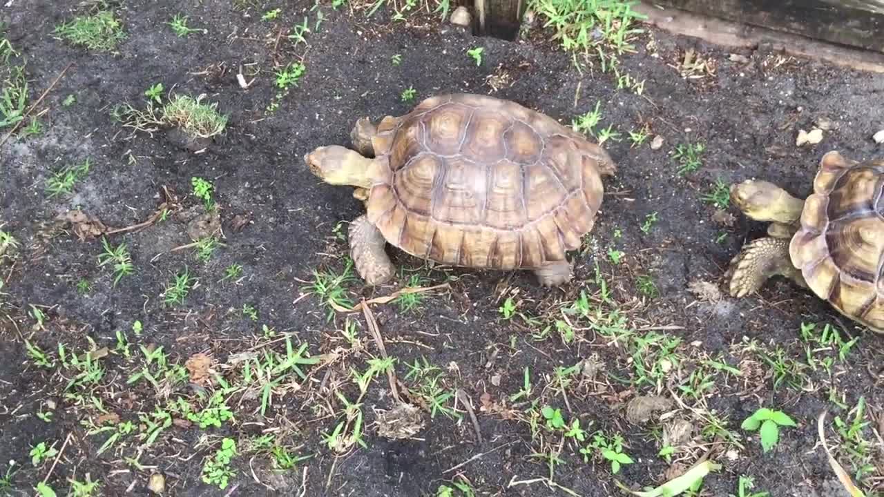 Tortoise eating poo, is it okay?-16