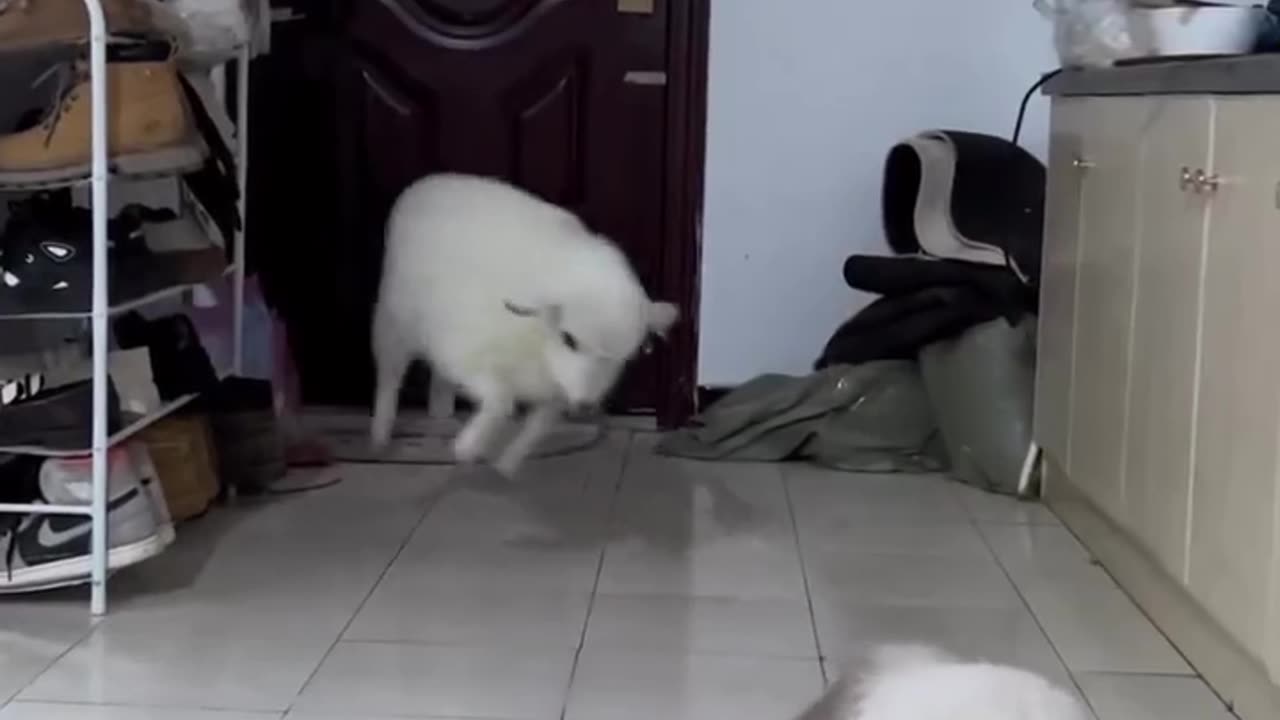 Cute pets fighting ♥️☺️
