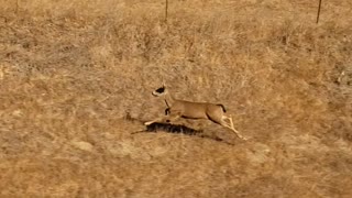 Jaxon crosscountry amtrak- running of the 🦌