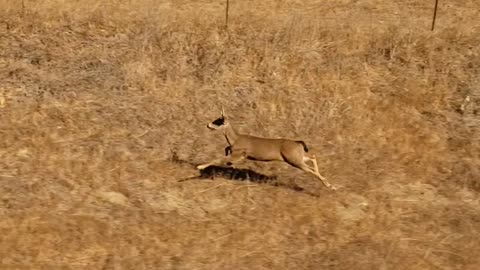 Jaxon crosscountry amtrak- running of the 🦌
