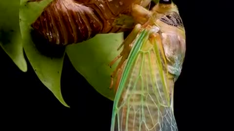 Cicada emerging from its shell