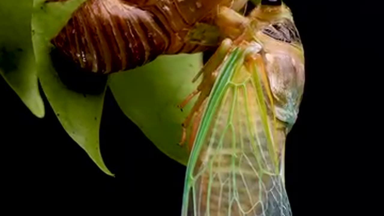 Cicada emerging from its shell