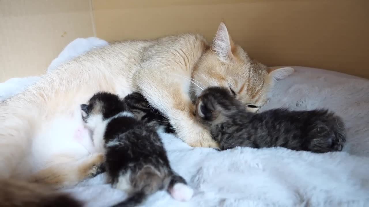 Baby kittens are weighed for the first time