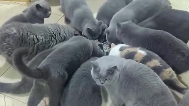 🐈⬛