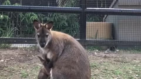 Bennett's Wallaby Joey Small Mammal House