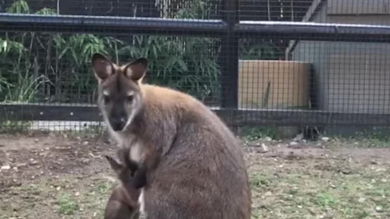 Bennett's Wallaby Joey Small Mammal House