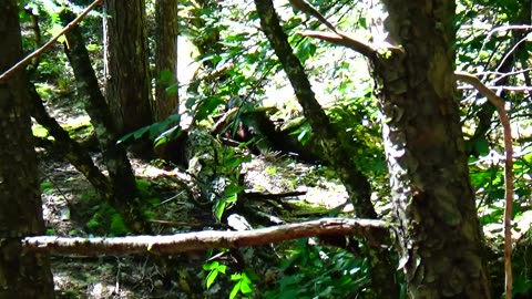 Beaver