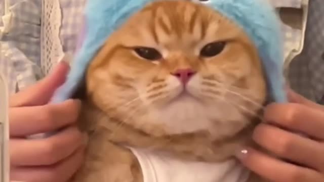 Animal funny - cute cat's