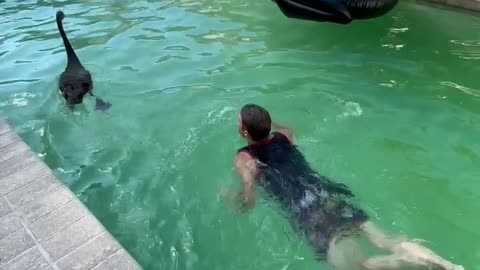 Man Swims With Pet Black Swan