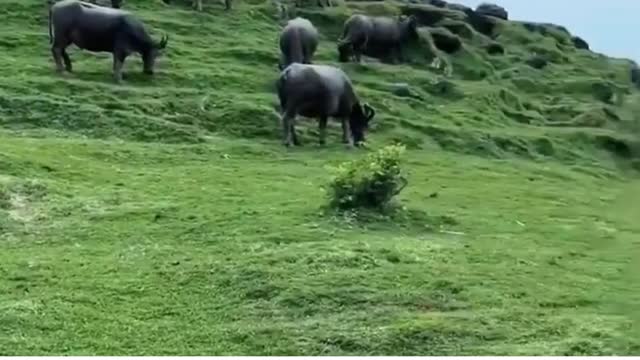 buffalo and motogp circuit ,mandalika lombok island