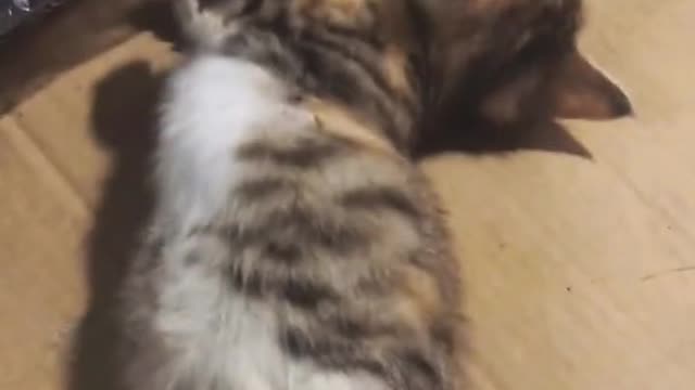 May be will for the future#cat #pet #catsoftiktok #cute#fyp