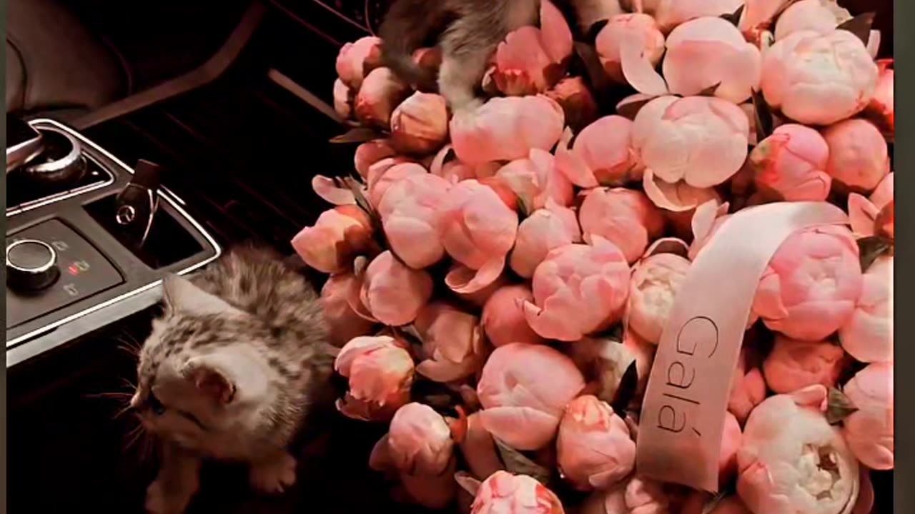 Do you want this?