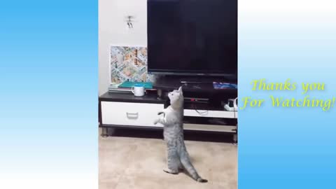 Funny and Cute Cat's Life 👯😺 Cats and Owners are the best friends Videos