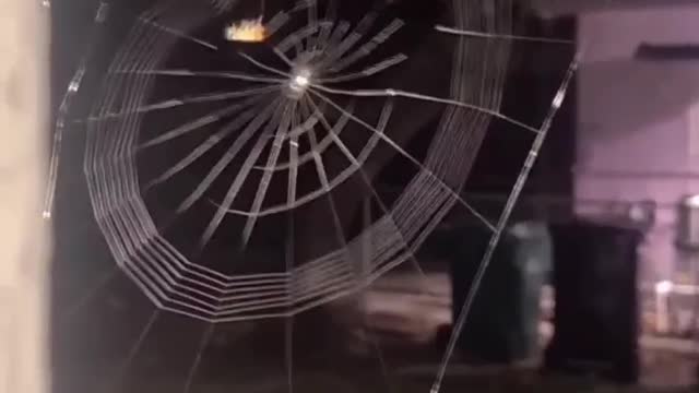 Look what this person managed to film.. kkkkk beautiful work.
