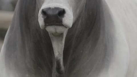 What kind of animal is it