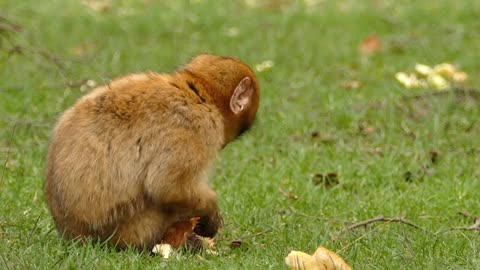 The monkey enjoys eating the fruits