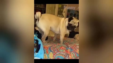 Funny Dogs and Cats Videos 😁 - Silly Animal Videos 🥰