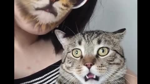 Funny cats