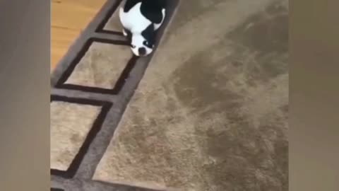 funny cats