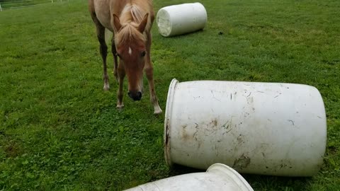 Plastic 55 gallon barrels