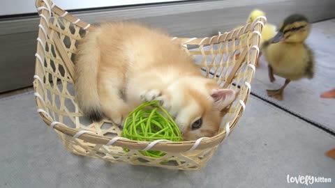 Ducklings jumped in the basket to play with the kitten