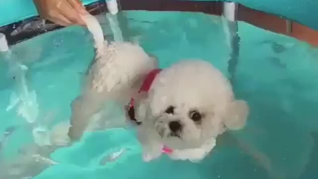 puppy taking a bath