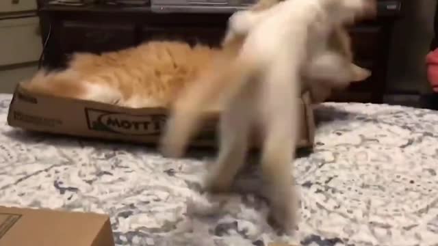 White Cat Throws The Orange Cat Down The Bed | Funny Video