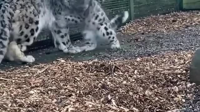 baby snow leopard