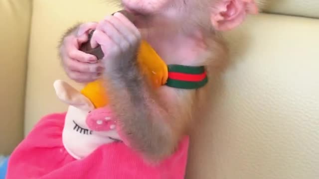 Cute Monkey #viralrumblevideo #feeds #rumble #markgugarbag