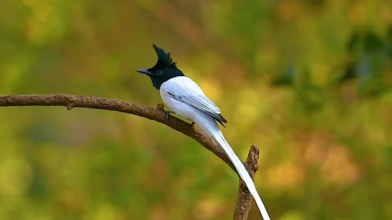 "Spectacular Plumage and Grace: Exploring the Enchanting Beauty of the Asian Paradise Flycatcher"