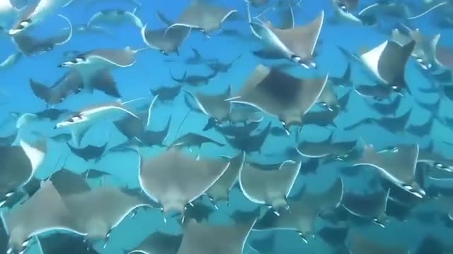 Massive migration of Mobula Rays 💫