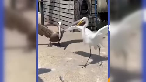 🤣 try to laugh funny animals 🤣