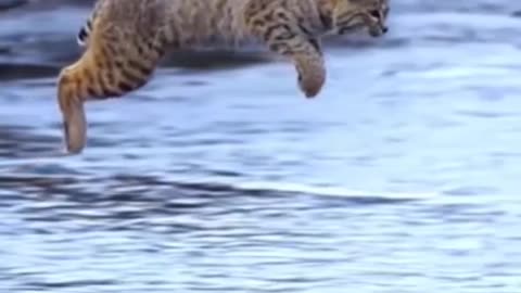 Tiger Pub Jump | Viral Animals Video Clip | Funny Animals