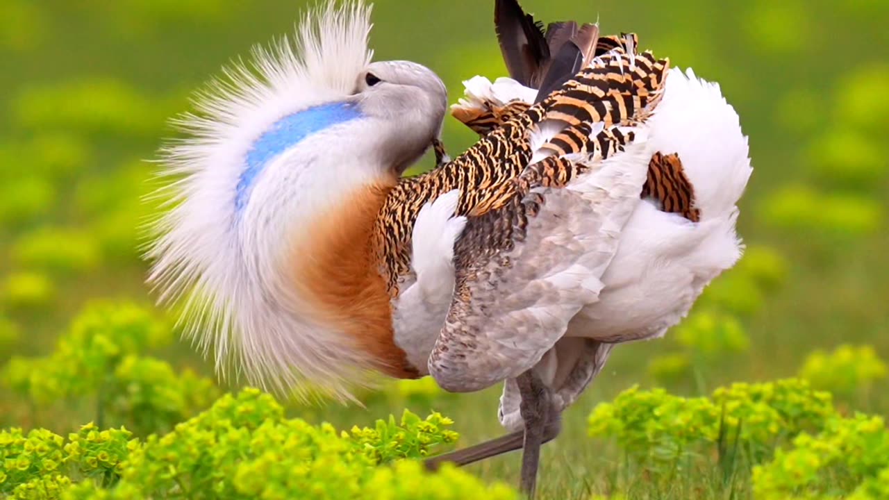 Beautiful birds