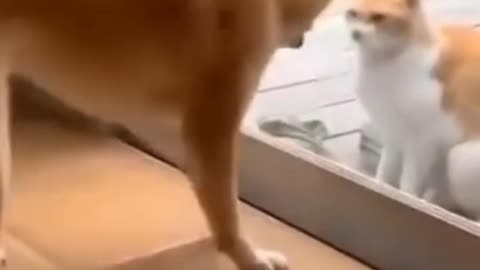 Cat and dog fighting funny video