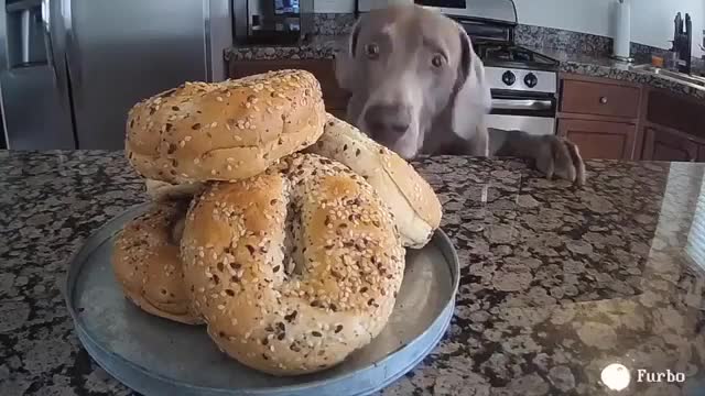 Harlow & Sage The Cutest Dachshunds Love Furbo # Furbo Dog Camera