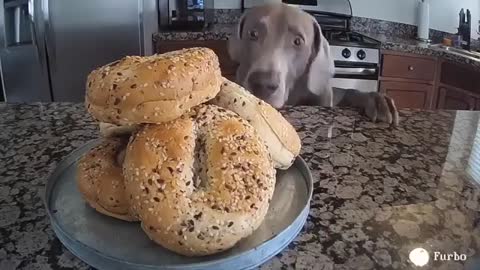 Harlow & Sage The Cutest Dachshunds Love Furbo # Furbo Dog Camera