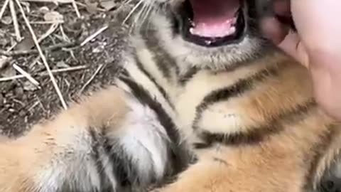 ❤️❤️beautyful 2 month old tiger