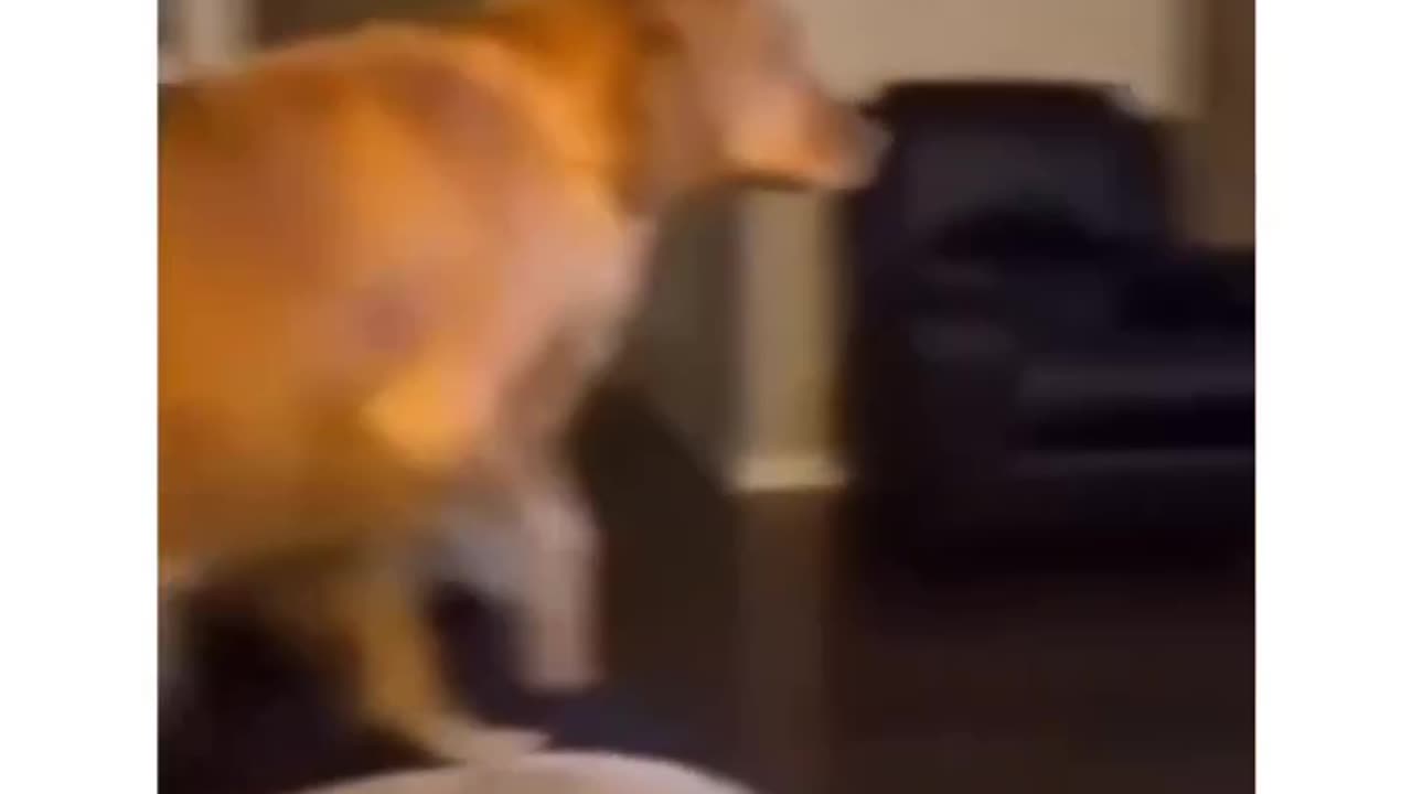 Furry Follies: Cats and Dog's Rib-Tickling Shenanigans Unleashed