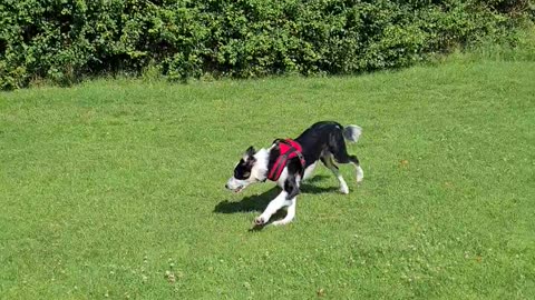 Mylo running in the feild