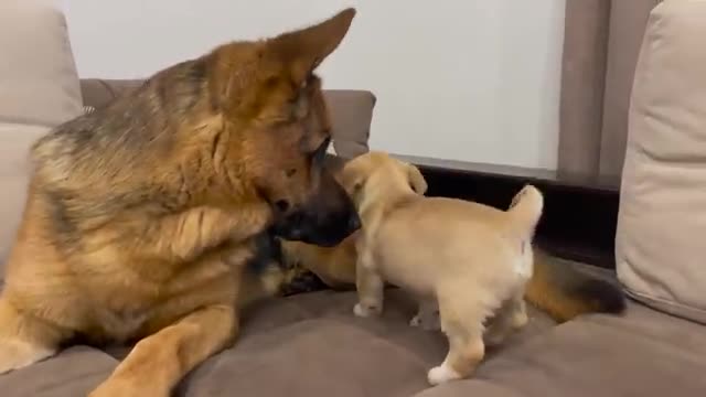 German Shepherd Confused by new Puppy