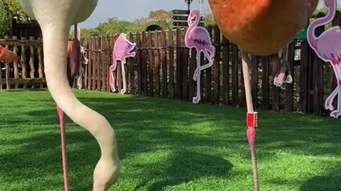 What do you call it? # Flamingos