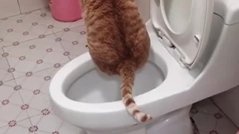 My Channel is Funny Pet Video Upload