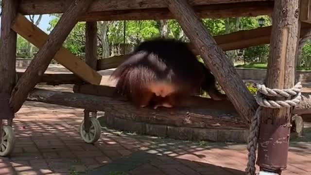 orangutans