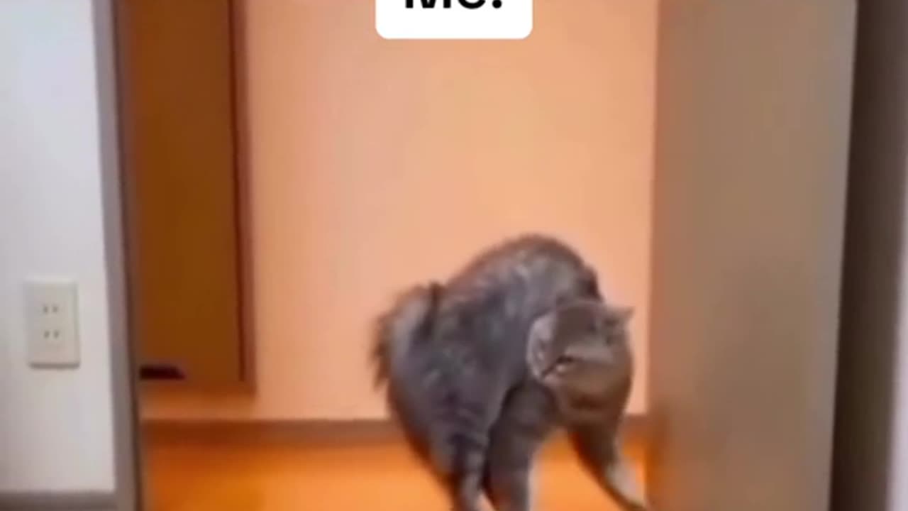 Crazy cat 😂😂